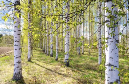 hacklin project logistics office closed helatorstai