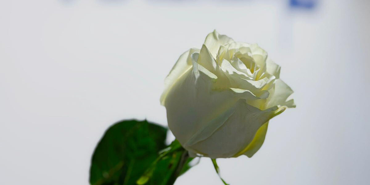 international womens day hacklin logistics