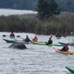 Participants paddling colorful kayaks along the Baltic Sea shoreline during a Baltic Sea Day clean-up initiative organized by CMA CGM, helping remove litter from coastal waters.